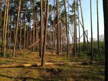 Kolejna wichura w tym roku uszkodziła drzewostany, tym razem w Leśnictwie Miały.