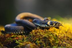 fot. Waldemar Graś "Zaskroniec" - miejsce III