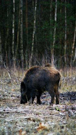 fot. Anna Skibicka "Leśna stołówka" - wyróżnienie
