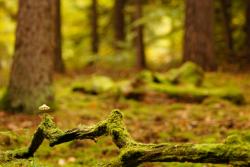 fot. Leszek Prasnowski "Grzybek" - miejsce II