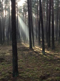 fot. Patryk Skrzypiec "Tajemnicza Puszcza" - miejsce II