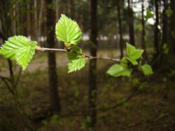 fot. Anna Kozłowska "Listek brzozy na tle lasu" - wyróżnienie