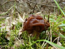 fot. Kacper Coda "Piestrzenica kasztanowata" - miejsce III