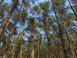 fot. Roksana Szymkowiak "Tlen w naturalnym środowisku" - wyróżnienie