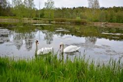 fot. Mateusz Telak "Ja, las i łabędzie" - miejsce I